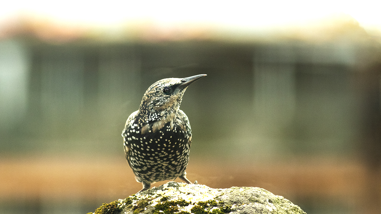European Starling